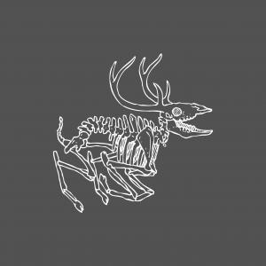 THE WILD ROOTS - druhé EP